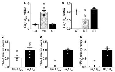 CaV1.3 L-Type Calcium Channels Increase the Vulnerability of Substantia Nigra Dopaminergic Neurons in MPTP Mouse Model of Parkinson’s Disease